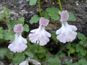 Stachys corsica